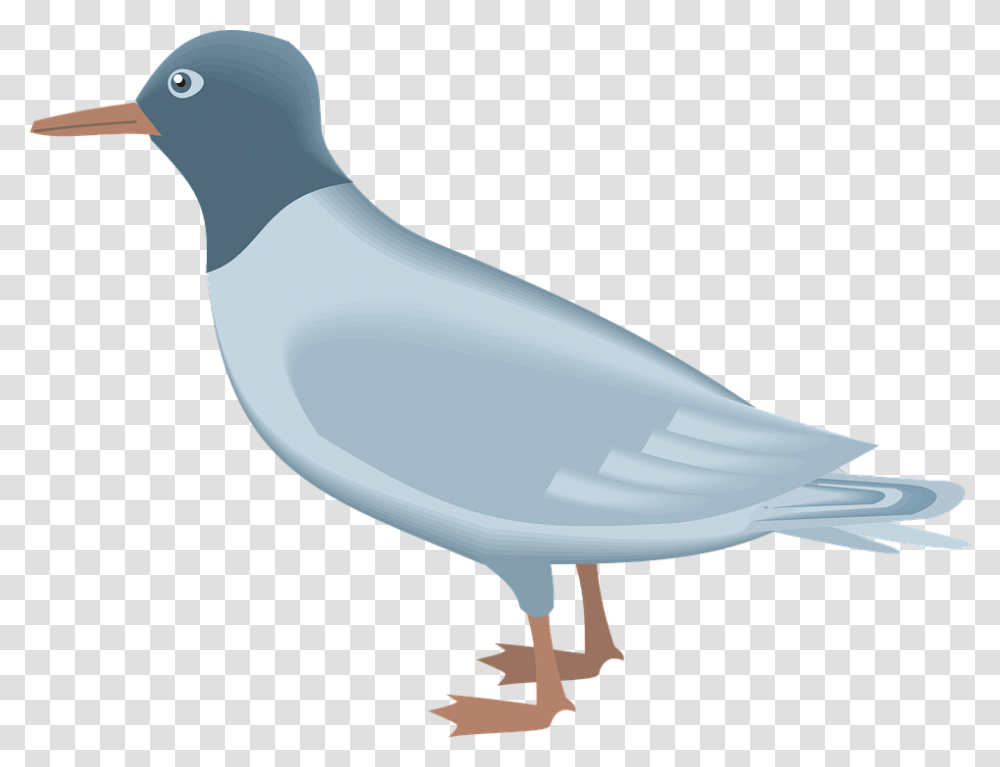 Gull Gambar Burung Camar Kartun, Bird, Animal, Pigeon, Dove Transparent Png