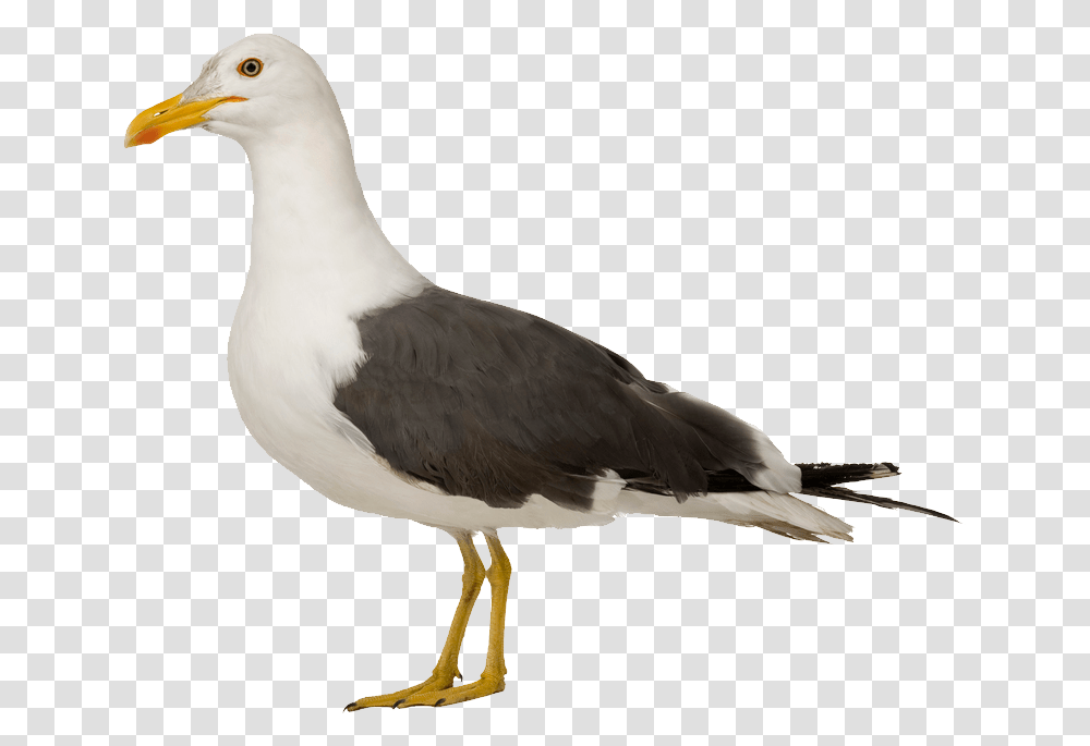 Gull Herring Gull No Background, Bird, Animal, Seagull, Beak Transparent Png