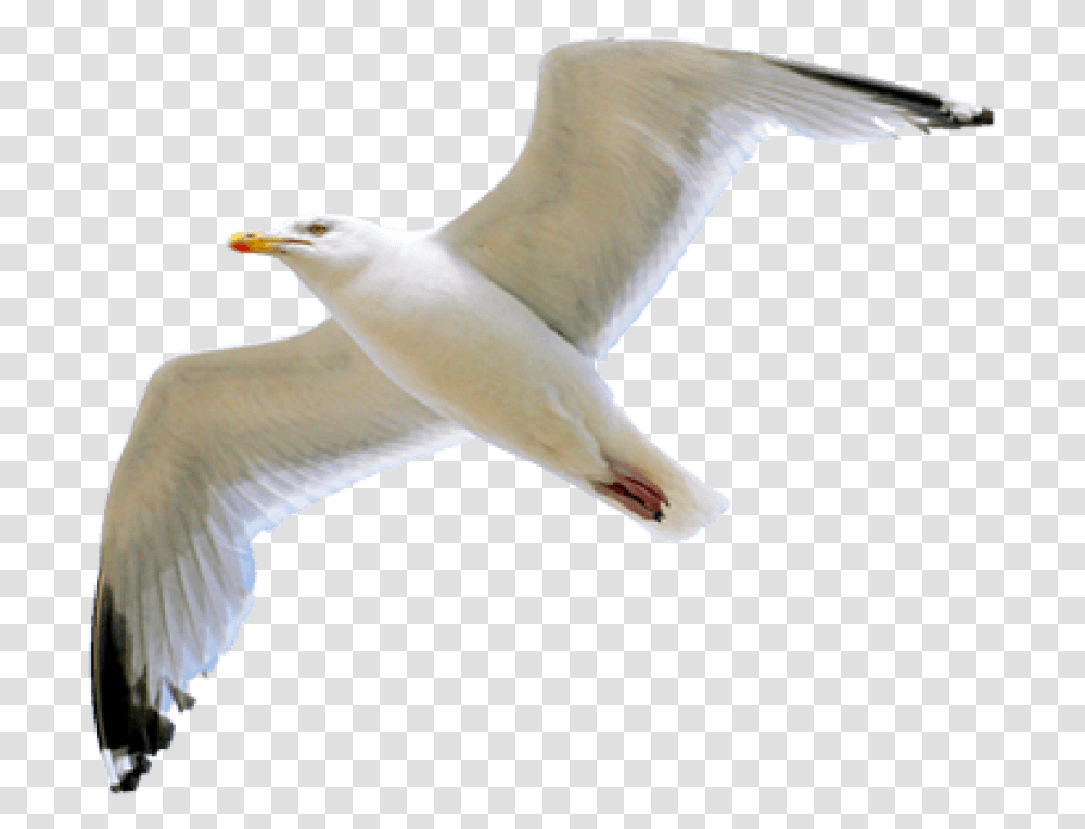 Gull Image Seagull, Bird, Animal, Flying, Beak Transparent Png