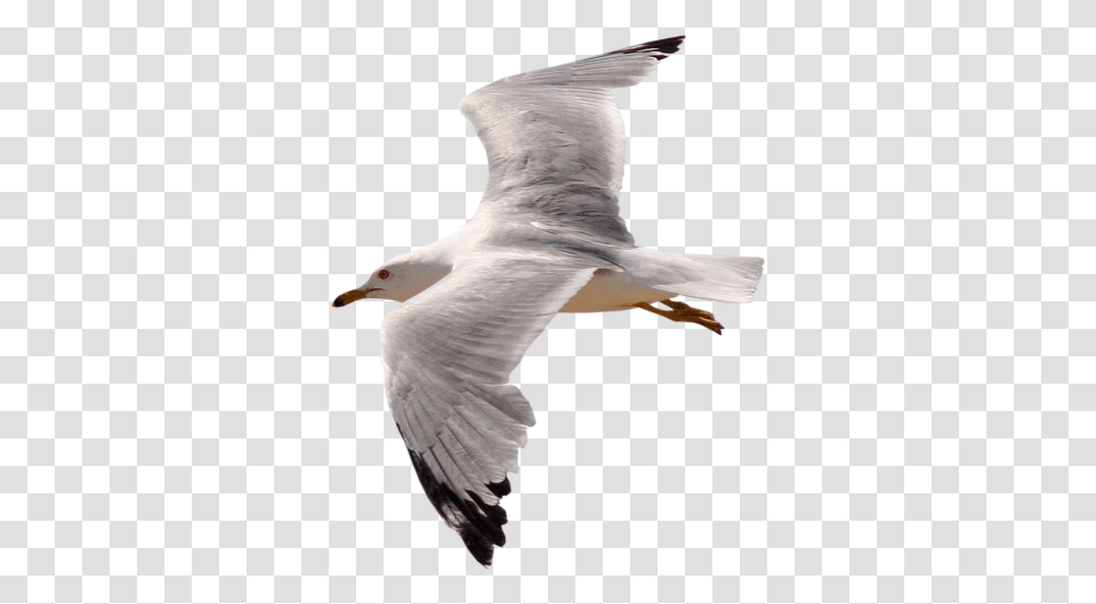 Gull Images Free Download Birds Gif, Animal, Seagull, Flying, Waterfowl Transparent Png