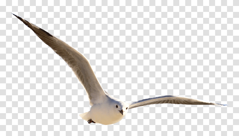 Gull Images Free Download, Seagull, Bird, Animal, Flying Transparent Png