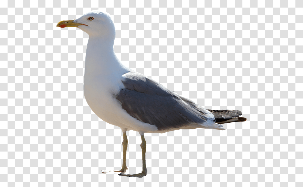 Gull Images Gull, Bird, Animal, Seagull, Beak Transparent Png