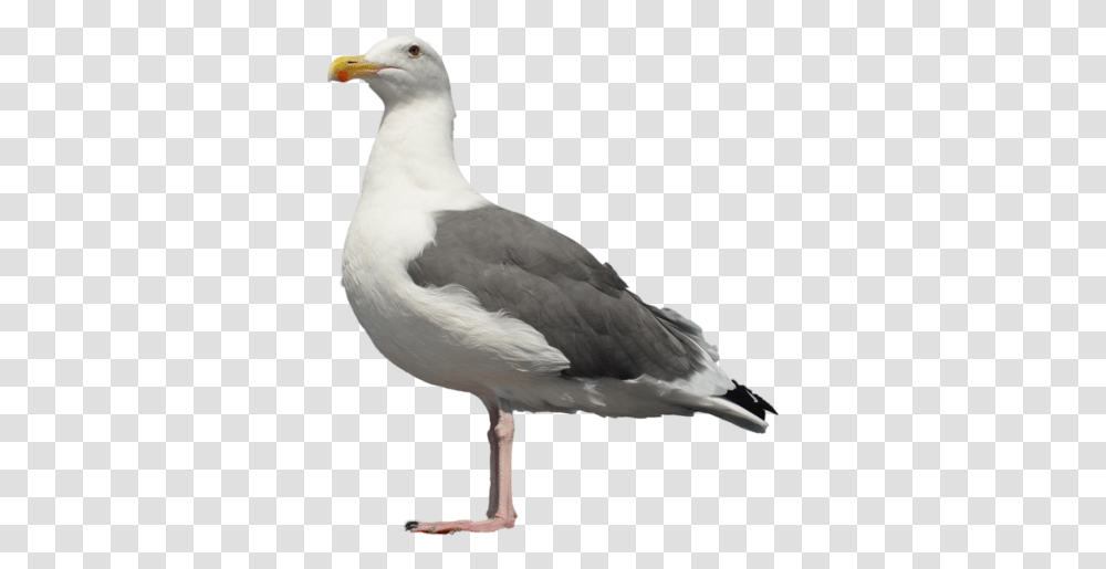Gull Seagull Bird, Animal, Beak, Goose Transparent Png