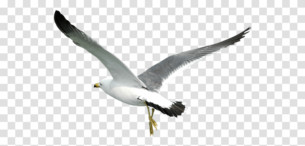 Gull Seagull Bird, Animal, Flying, Beak, Kite Bird Transparent Png