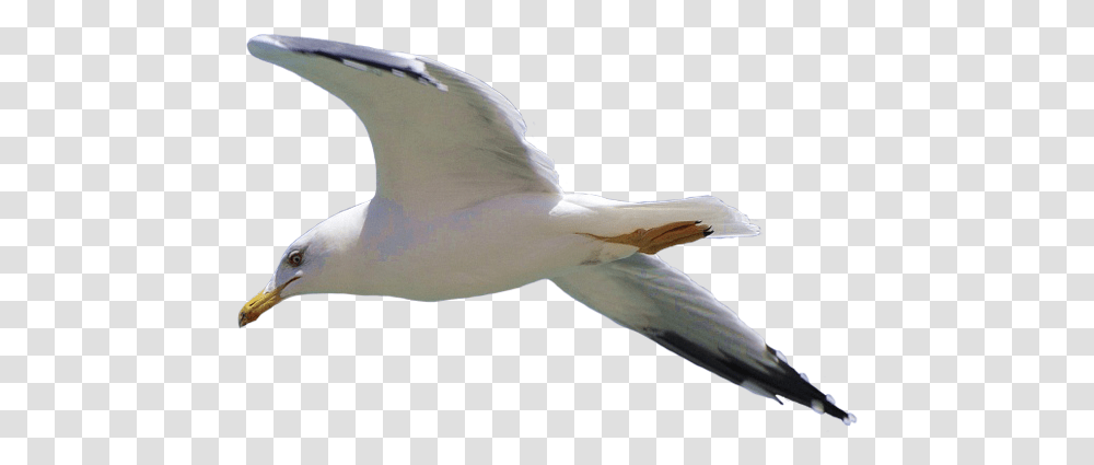 Gull Seagull Flying, Bird, Animal, Waterfowl, Booby Transparent Png