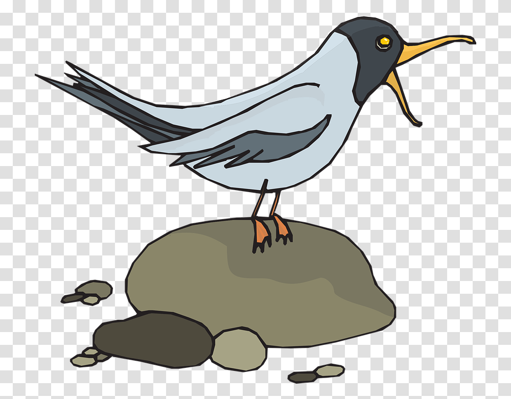 Gull Seagull Sea Gull Free Vector Graphic On Pixabay Bird Screeching Clipart, Animal, Beak, Blackbird, Agelaius Transparent Png