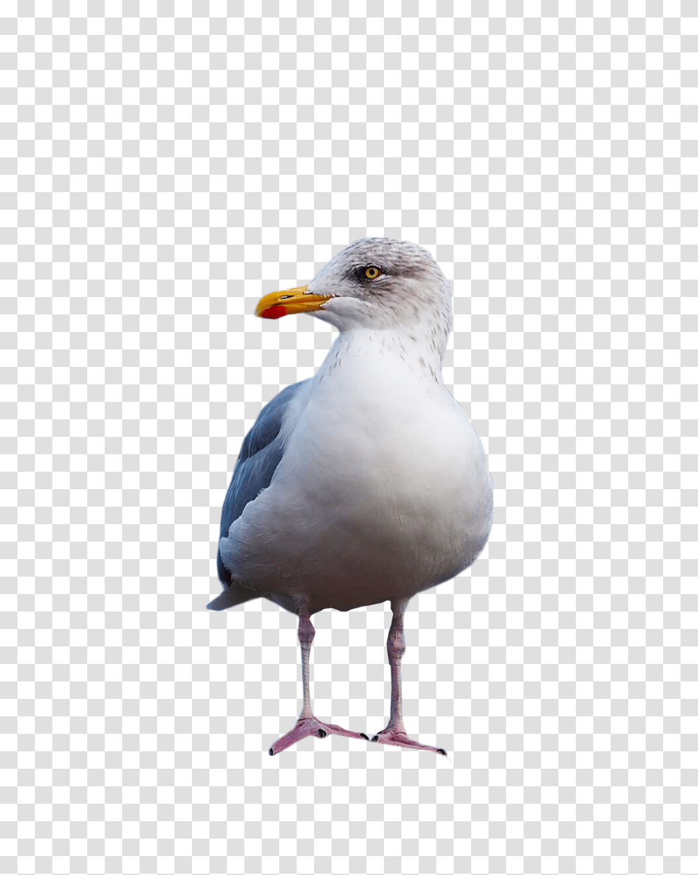 Gull Standing Image Background Seagull, Bird, Animal, Beak Transparent Png