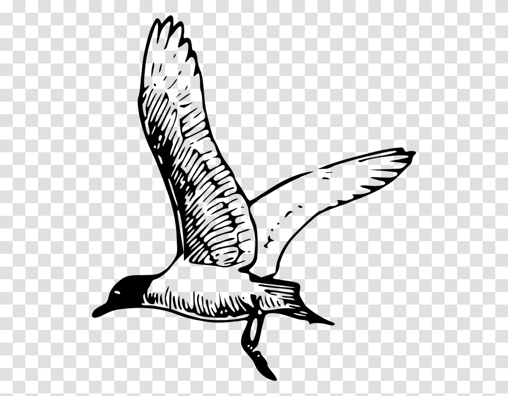 Gull Tern Seagull Bird Flight Flying Wings Seagull Clipart Black And White, Arm, Animal, Chair, Sea Life Transparent Png