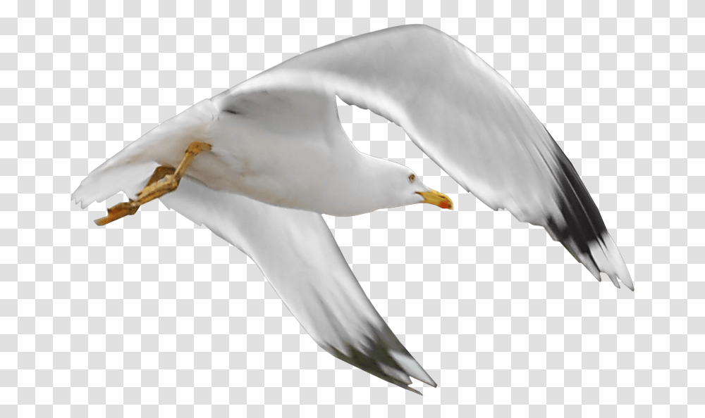 Gull Tube Oiseaux De Mer, Seagull, Bird, Animal, Flying Transparent Png