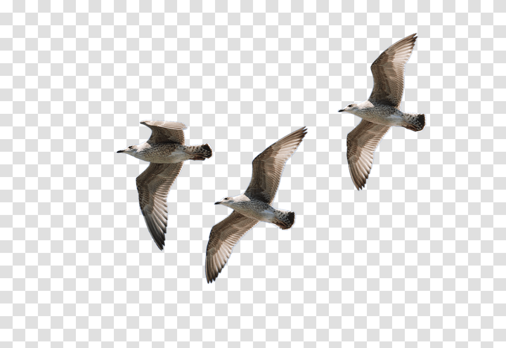 Gulls 960, Animals, Flying, Bird, Seagull Transparent Png