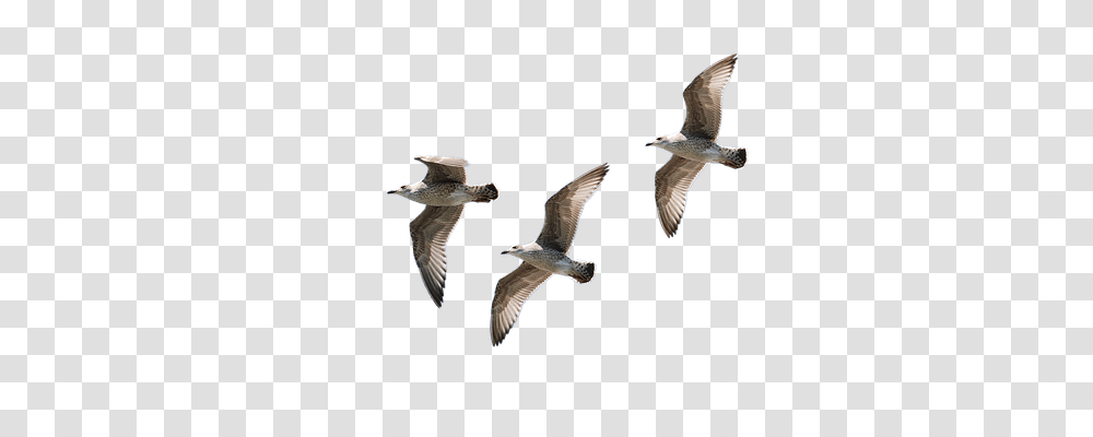 Gulls Animals, Flying, Bird, Seagull Transparent Png