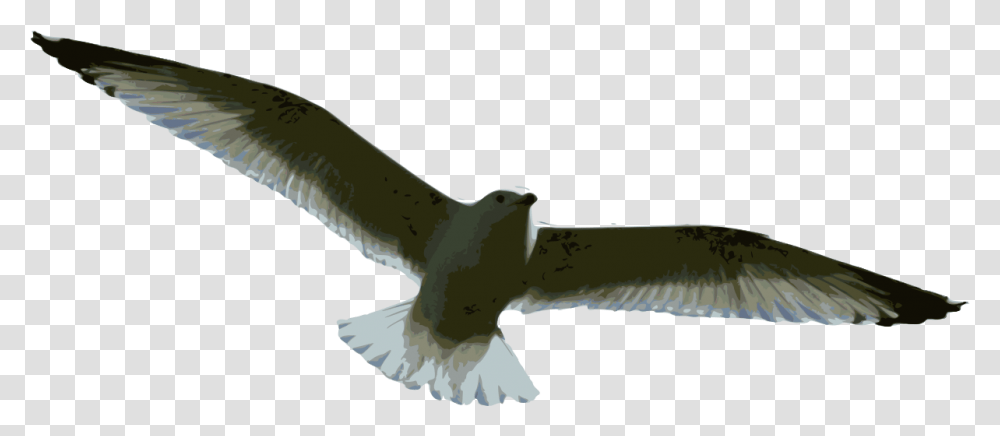 Gulls, Animal, Bird, Kite Bird, Hawk Transparent Png