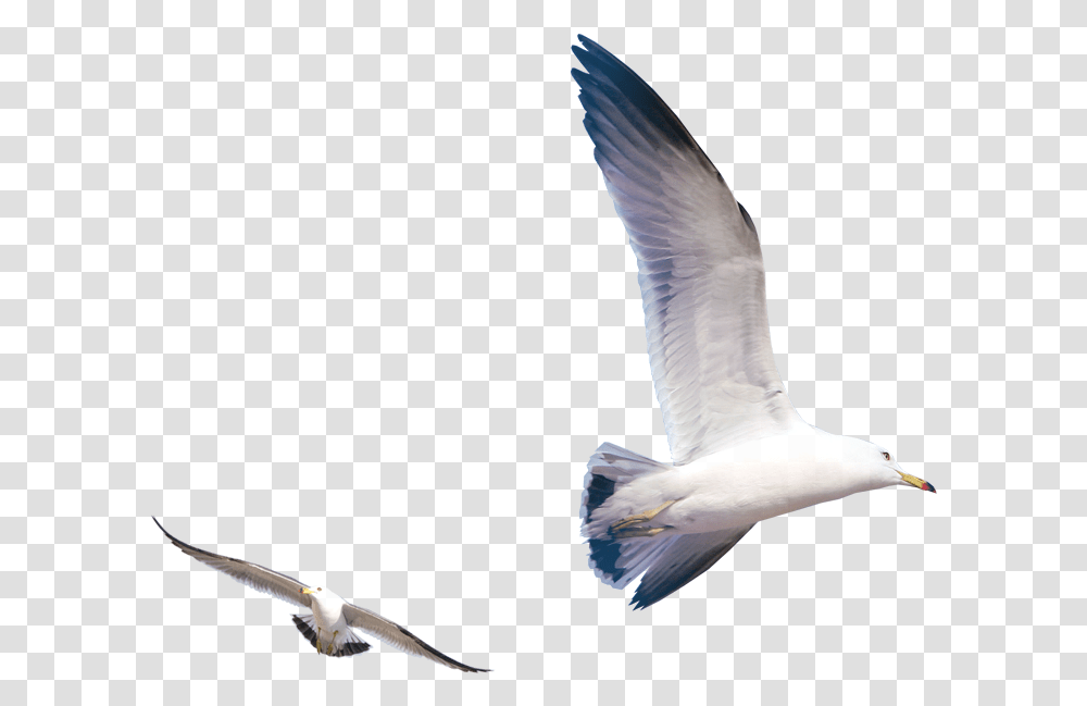 Gulls Bird Flying Seagull Download 723723 Free Flying Seagull, Animal, Waterfowl, Kite Bird, Pigeon Transparent Png