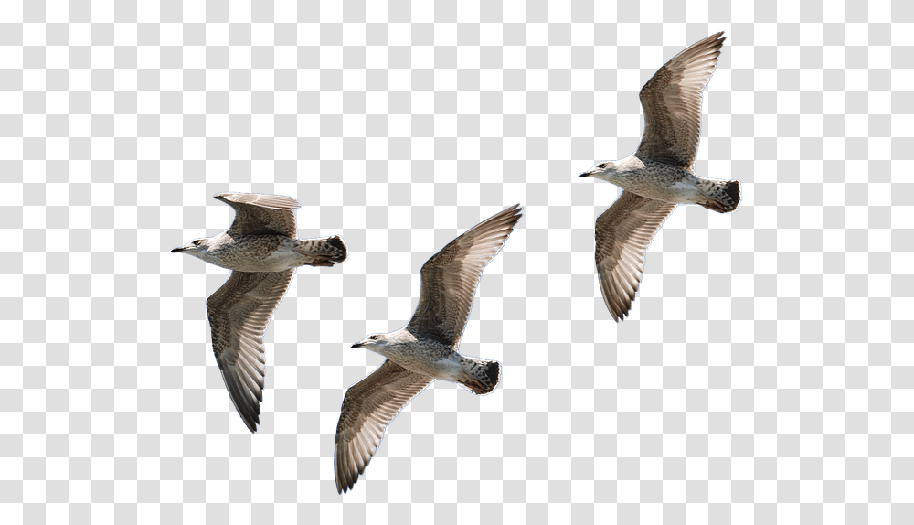 Gulls Flying Isolated Seagull Bird Water Bird Louise Hays Sleep Meditation, Animal, Beak, Waterfowl, Kite Bird Transparent Png