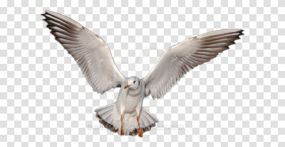 Gulls Hd Icon, Bird, Animal, Flying, Kite Bird Transparent Png
