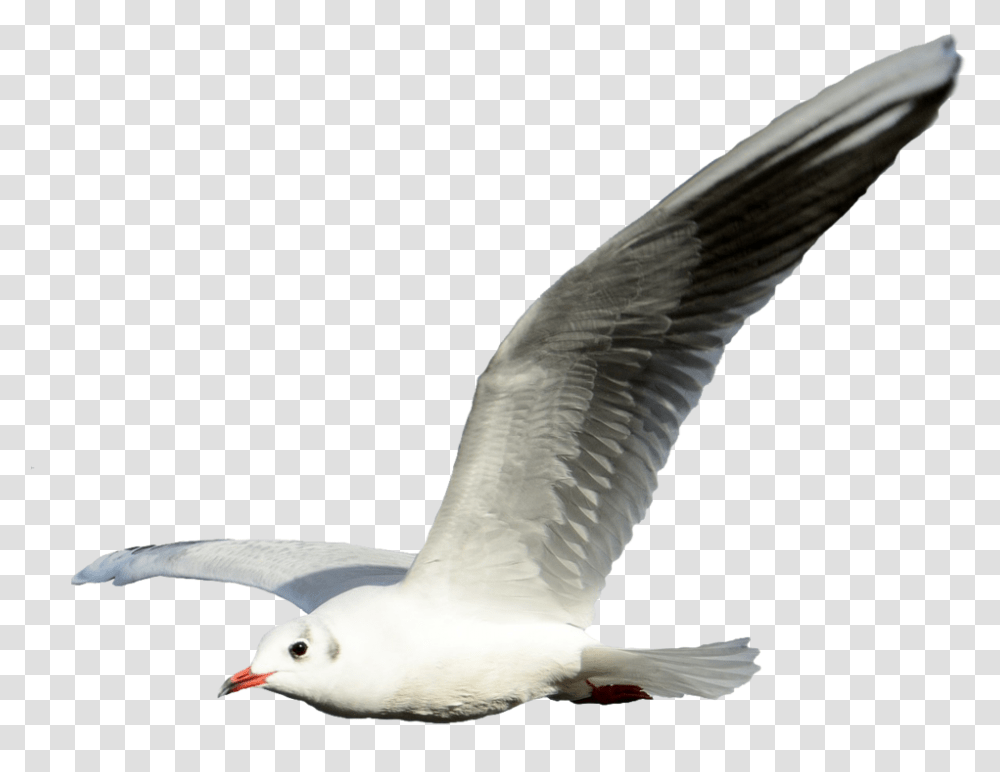 Gulls Portable Network Graphics Clip Art Flight Shorebirds Flying Seagull Background, Animal, Beak, Kite Bird Transparent Png