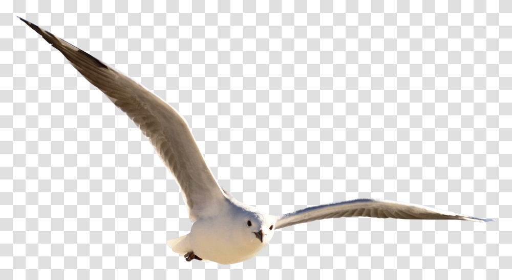 Gulls, Seagull, Bird, Animal, Flying Transparent Png