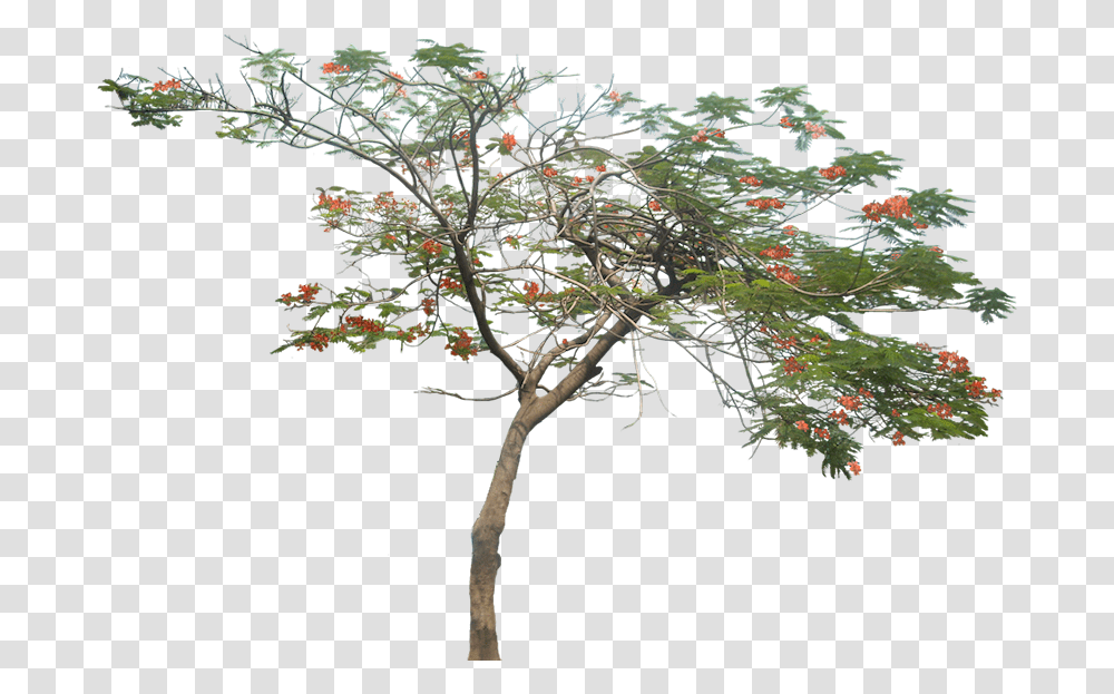 Gulmohar Tree Image Architecture Tree, Plant, Potted Plant, Vase, Jar Transparent Png