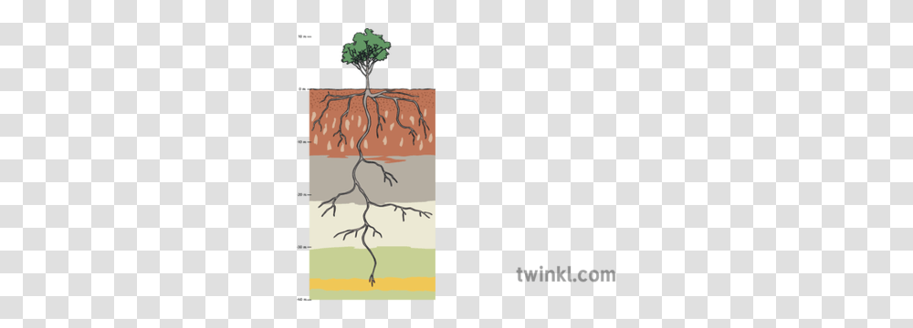 Gum Tree Root System Illustration Soil, Plant, Flower, Blossom, Conifer Transparent Png