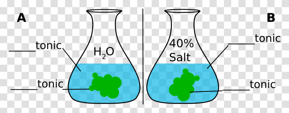 Gummy Bear In Salt Water Diagram Experiment Gummy Bear Osmosis Test, Glasses, Accessories Transparent Png