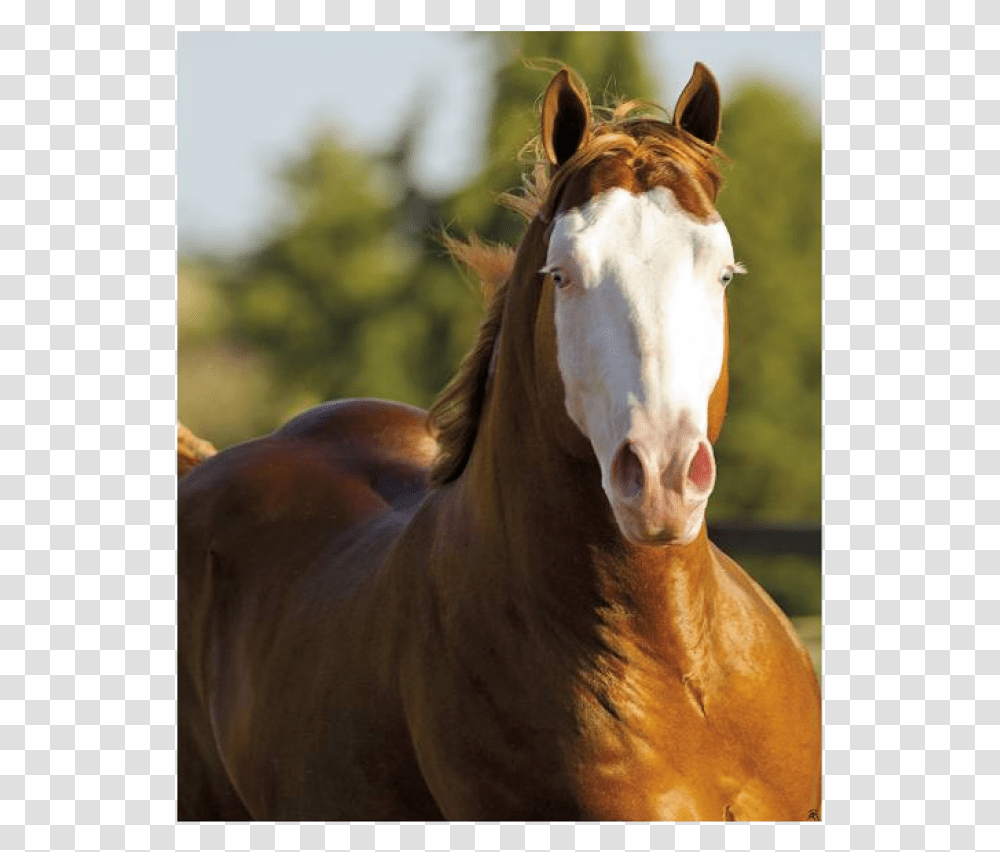 Gunner Boy, Horse, Mammal, Animal, Colt Horse Transparent Png