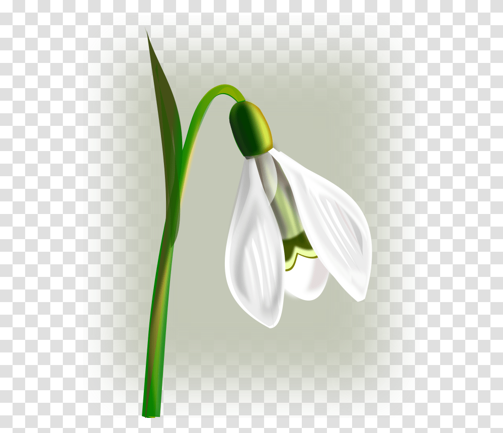 Gurica Flowers Snowdrop, Nature, Plant, Blossom, Amaryllidaceae Transparent Png