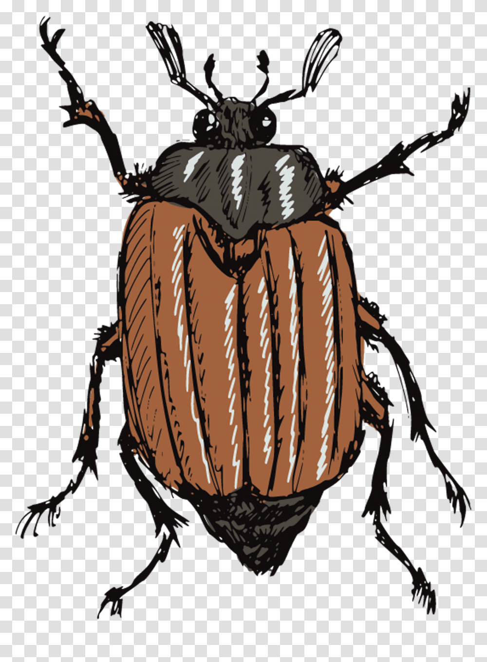 Gusano Animado Y Escarabajo, Animal, Insect, Invertebrate, Flying Transparent Png