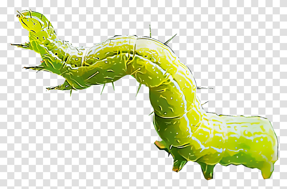 Gusano Cabbage Worm Clipart, Animal, Invertebrate, Dinosaur, Reptile Transparent Png