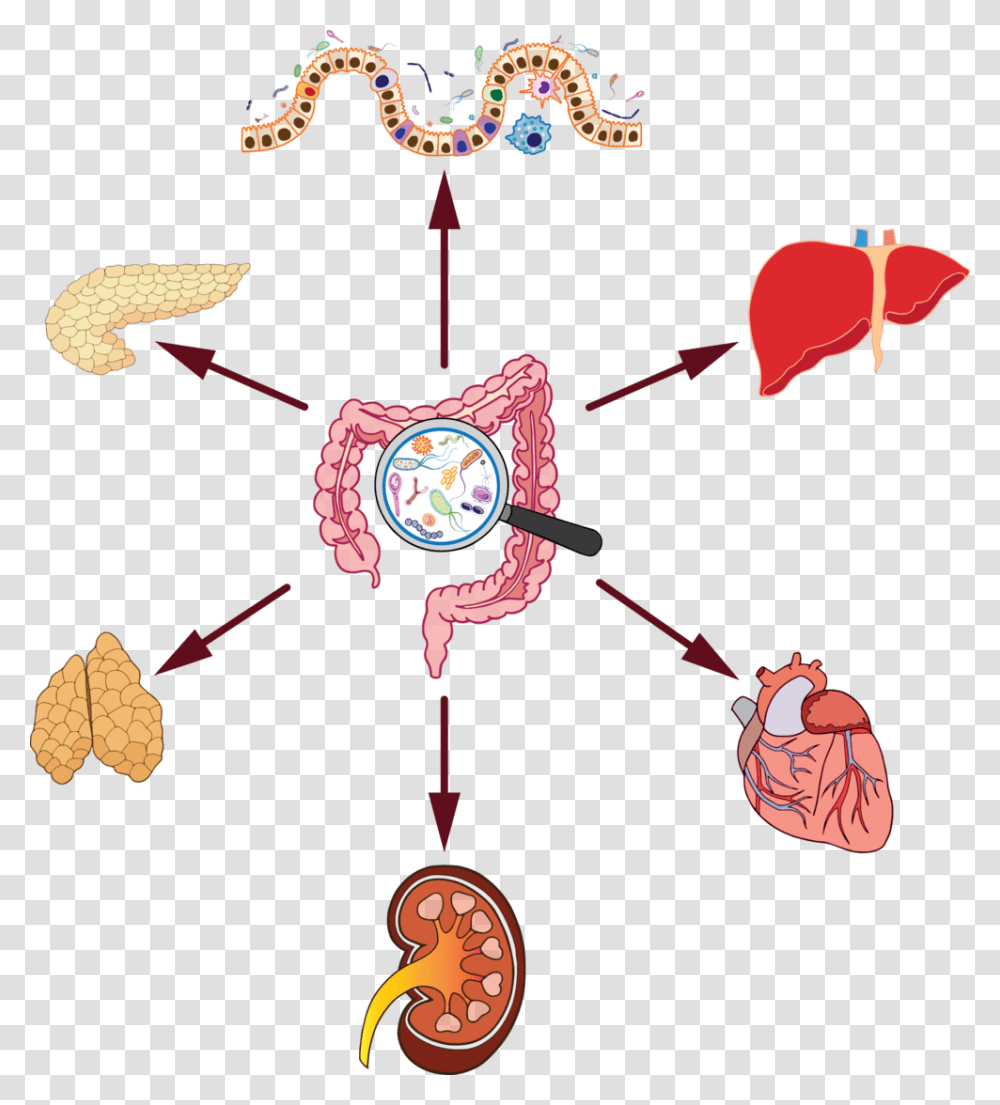 Gut Microbiome Organ Effect, Clock Tower, Architecture, Building, Pattern Transparent Png