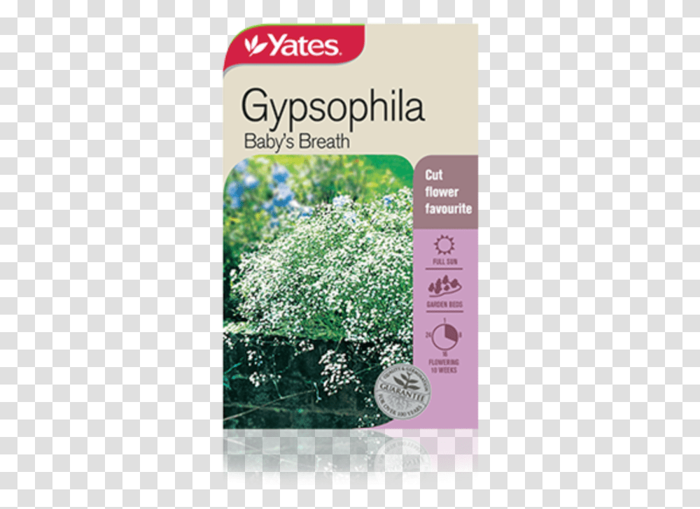 Gypsophila Baby's Breath Baby's Breath Plant Australia, Flyer, Poster, Paper, Advertisement Transparent Png