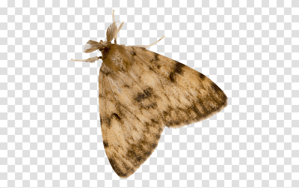Gypsy Moth Adult Gypsy Moth, Butterfly, Insect, Invertebrate, Animal Transparent Png