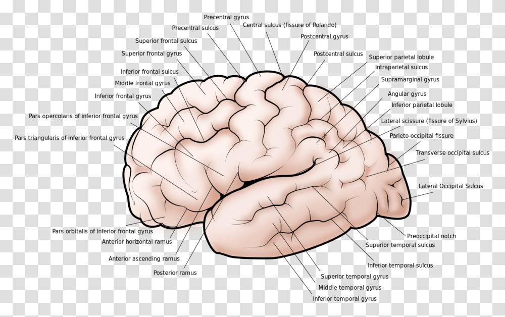 Gyri And Sulci, Plant, Animal, Flower, Word Transparent Png