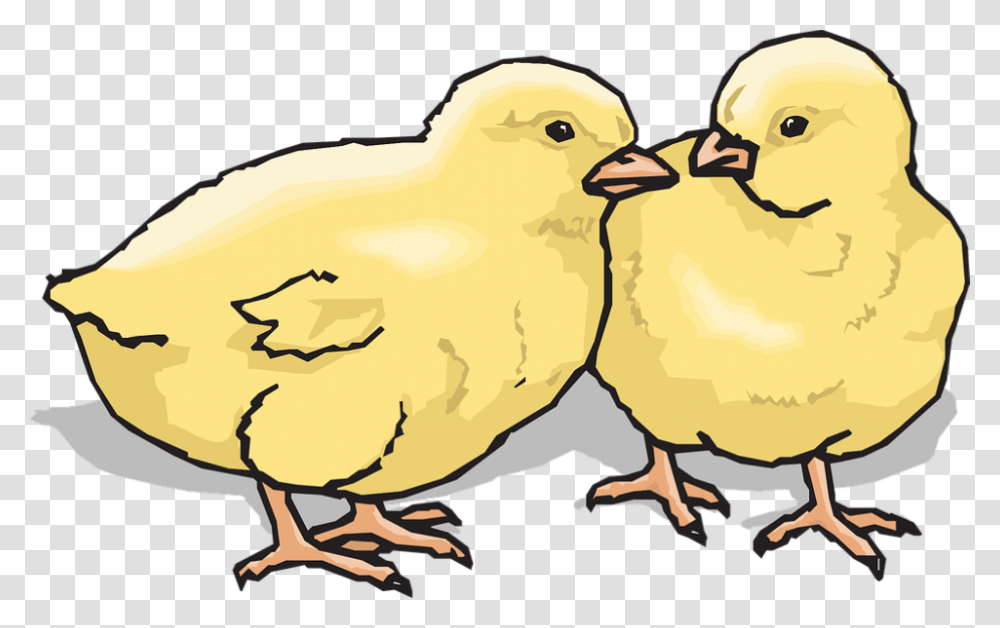 H Livestock Shows, Bird, Animal, Fowl, Hen Transparent Png