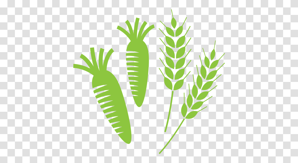 Ha Icon Weight Loss Illustration, Plant, Root, Vegetable, Food Transparent Png