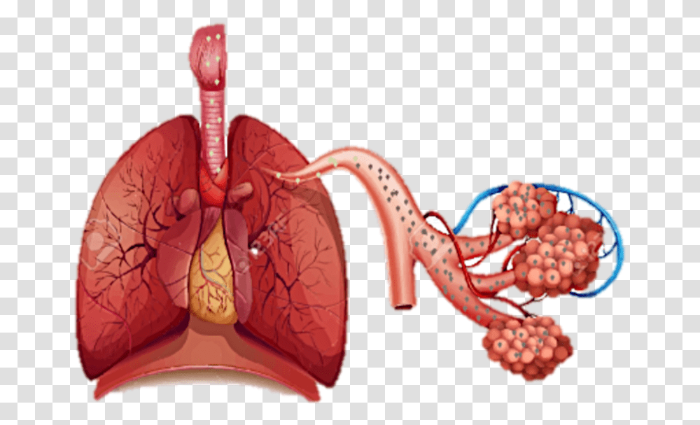 Habibah Human Respiratory System, Animal, Sea Life, Invertebrate, Stomach Transparent Png