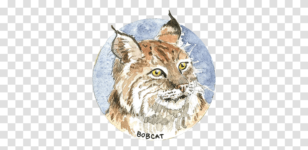 Habitat And Wildlife North Coast Land Conservancy Bobcat, Animal, Lynx, Mammal, Bird Transparent Png