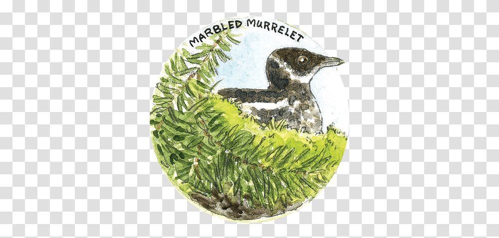 Habitat And Wildlife North Coast Land Conservancy Loons, Bird, Animal, Quail, Logo Transparent Png