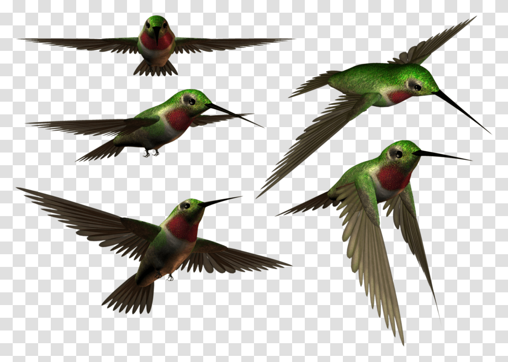 Habitat Drawing Hummingbird, Animal, Bee Eater, Flying, Green Transparent Png