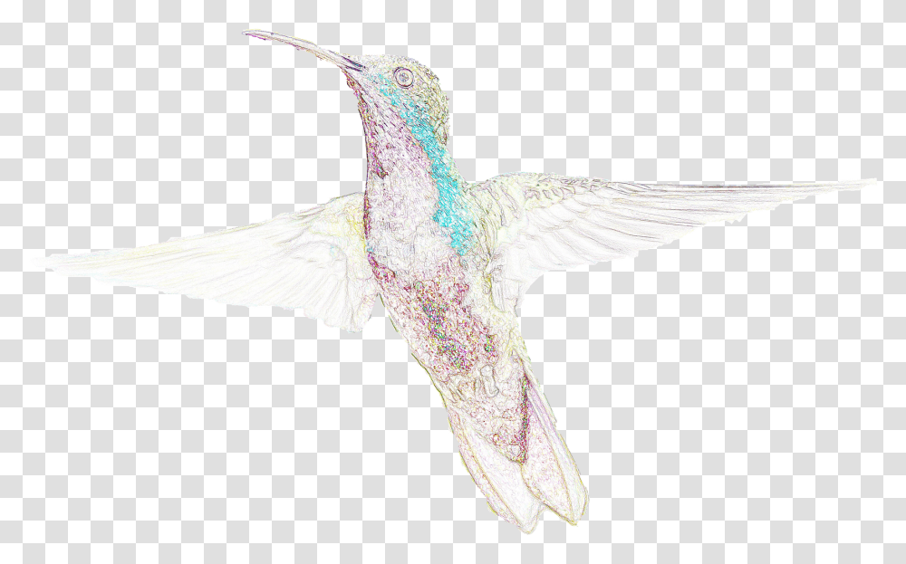 Habitat Drawing Hummingbird Picture 1097707 Humming Bird, Animal Transparent Png