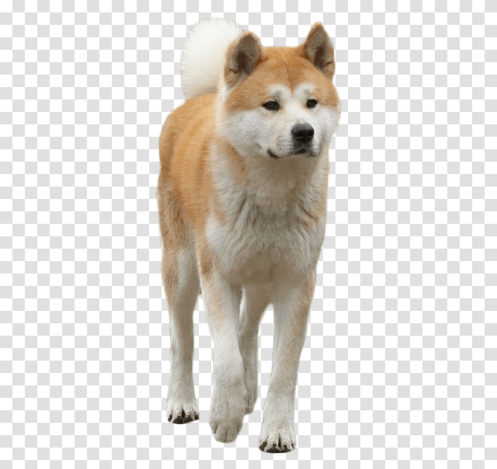 Hachiko The Dog Image Dog, Pet, Canine, Animal, Mammal Transparent Png