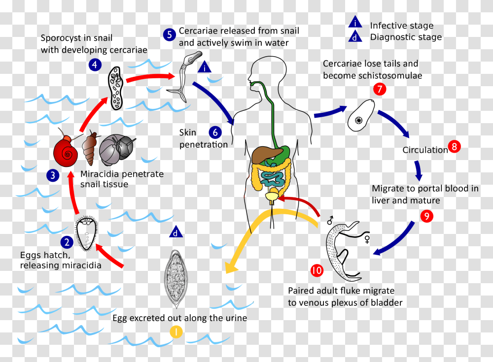 Haematobium Life Cycle Schistosoma Life Cycle, Paper, Confetti Transparent Png
