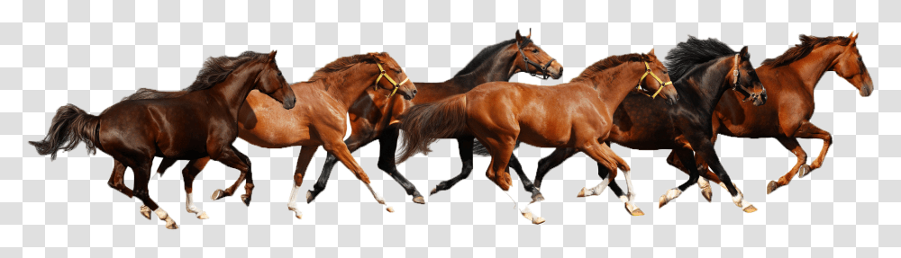 Haflinger American Paint Horse American Miniature Horse Horses Clipart, Colt Horse, Mammal, Animal, Foal Transparent Png