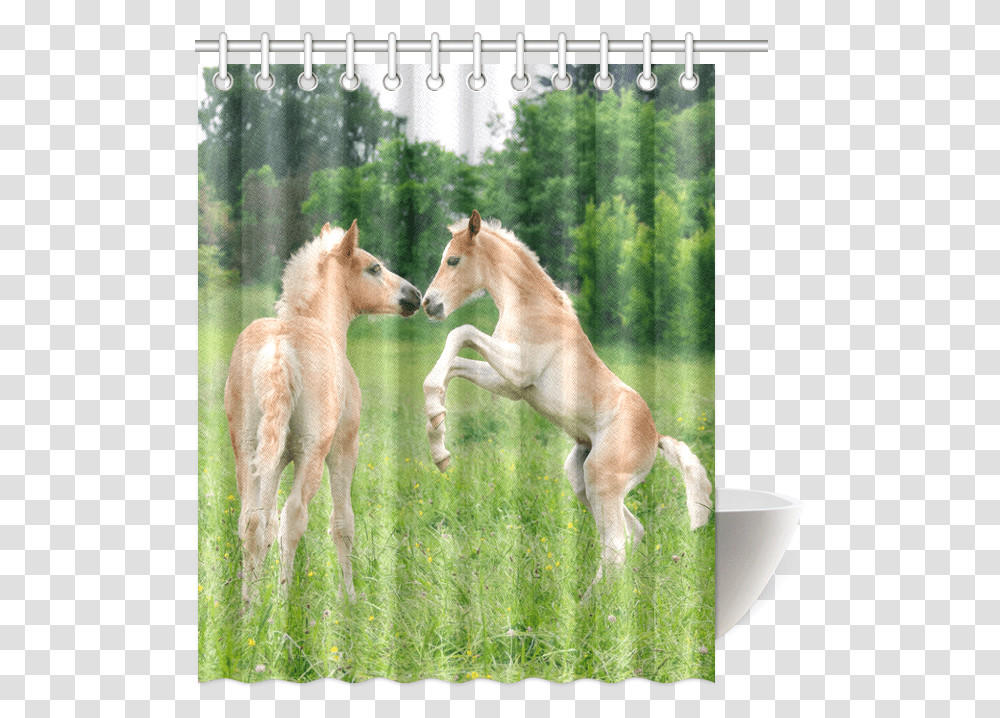 Haflinger Horses Cute Funny Pony Foals Playing Horse Foal, Antelope, Wildlife, Mammal, Animal Transparent Png