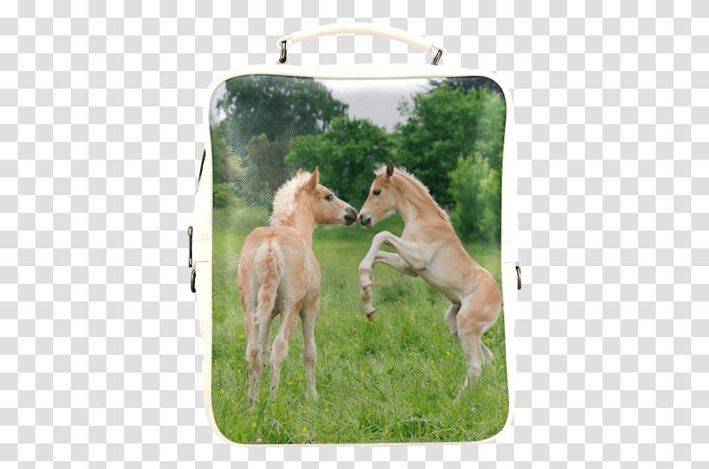 Haflinger Horses Cute Funny Pony Foals Playing Horse Foals Playing, Mammal, Animal, Antelope, Wildlife Transparent Png