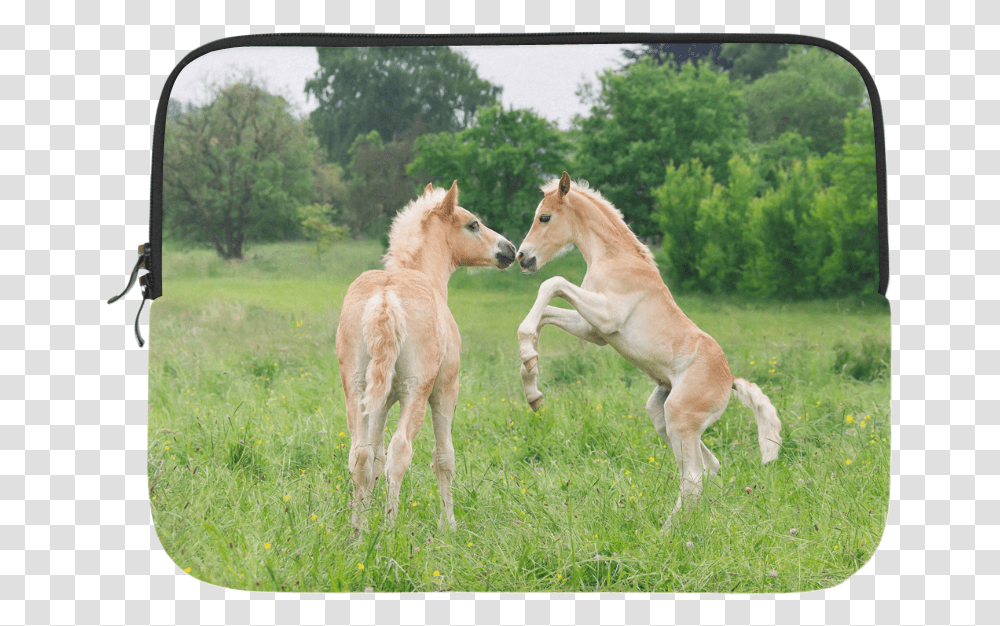 Haflinger Horses Cute Funny Pony Foals Playing Horse, Mammal, Animal, Antelope, Wildlife Transparent Png