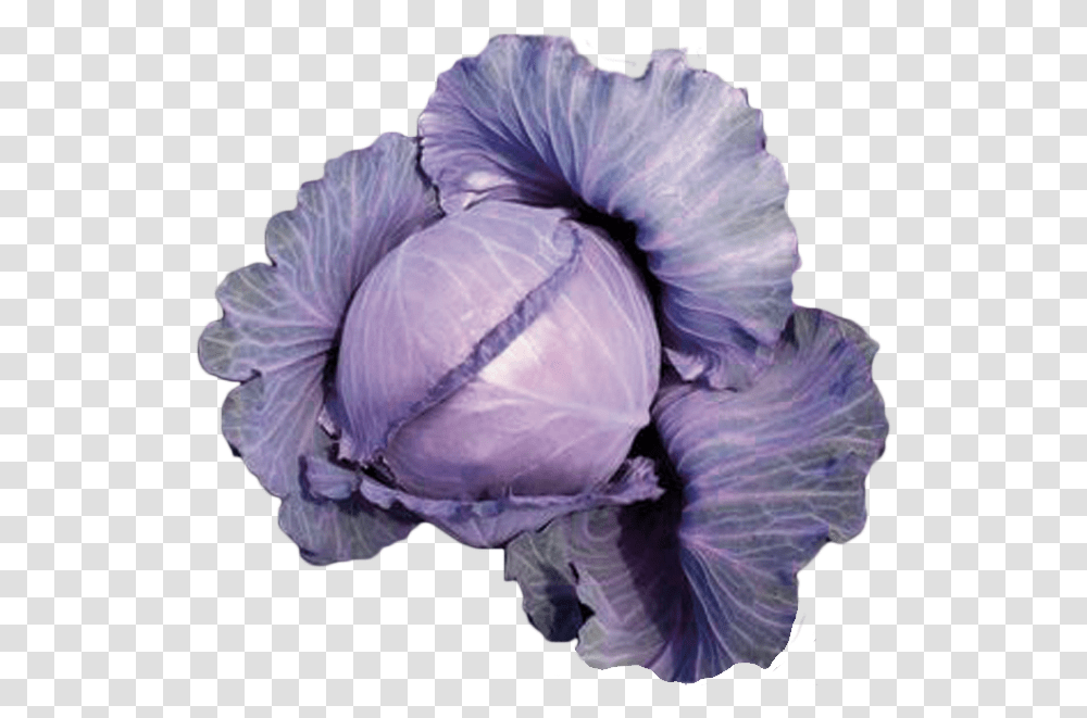 Haga Una Pregunta Sobre Este Producto Download Artificial Flower, Plant, Vegetable, Food, Cabbage Transparent Png