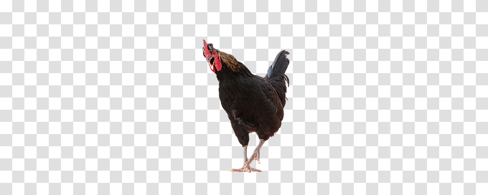 Hahn Nature, Chicken, Poultry, Fowl Transparent Png