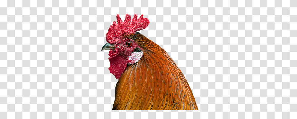 Hahn Nature, Chicken, Poultry, Fowl Transparent Png