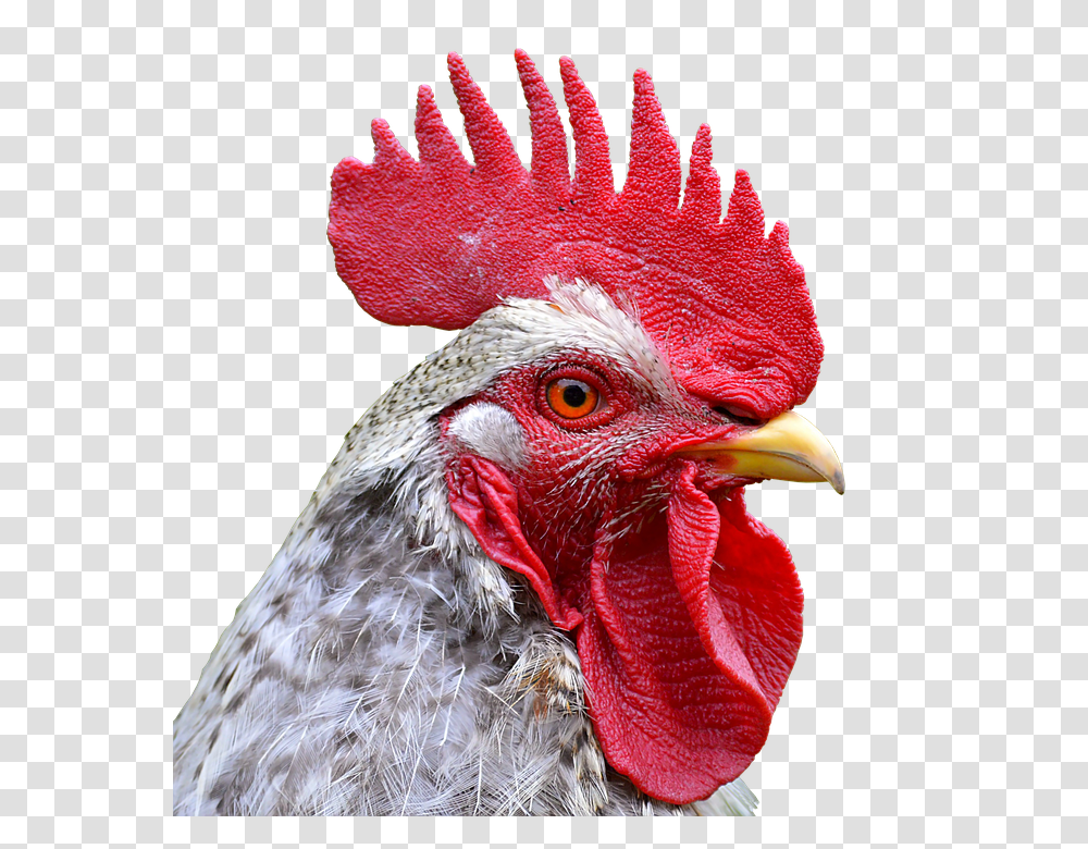 Hahn 960, Animals, Bird, Chicken, Poultry Transparent Png