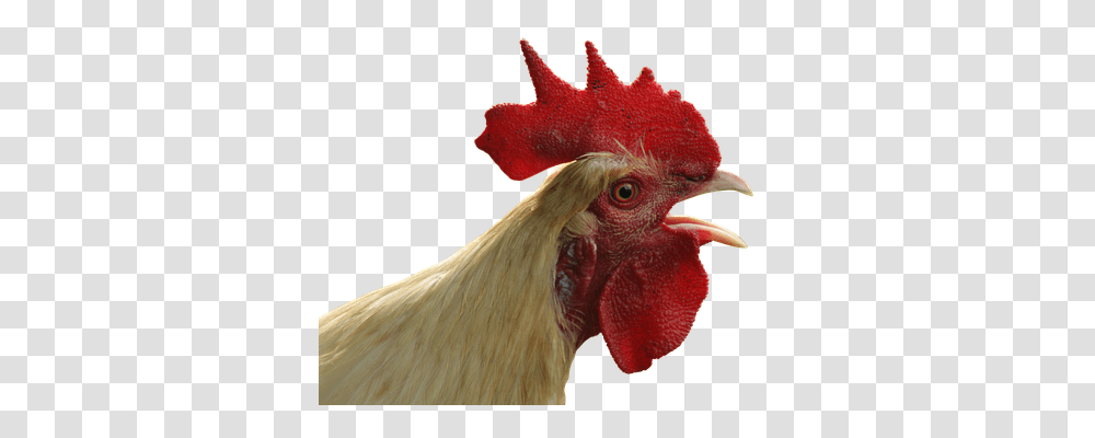 Hahn Nature, Bird, Animal, Fowl Transparent Png